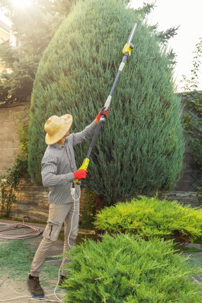 How Our Tree Care Process Works  in  Moxee, WA