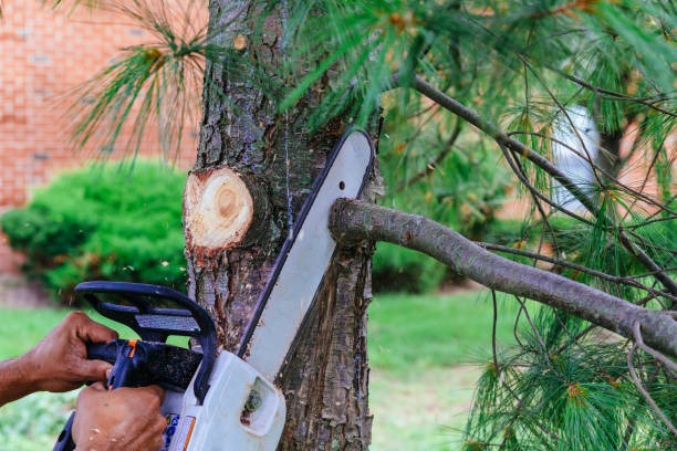 Trusted Moxee, WA Tree Removal Experts